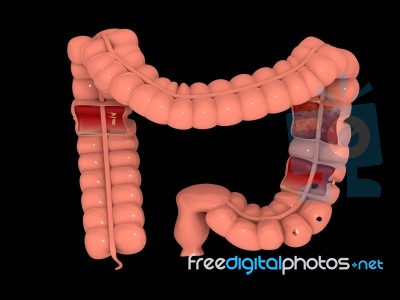 Digestive Organ Isolated Stock Image