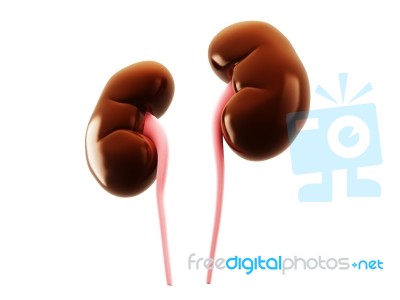 Digital Illustration Of Kidney In Colour Background Stock Image