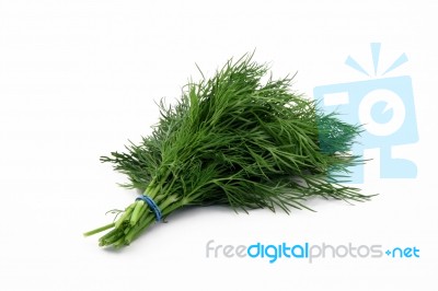 Dill Stock Photo