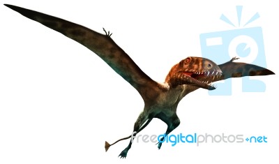 Dimorphodon Stock Image