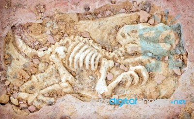 Dinosaur Fossil Stock Photo