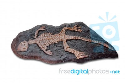 Dinosaur Fossil Stock Photo