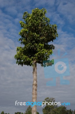 Dipterocarpus Alatus Roxb Green Beautiful High Stock Photo