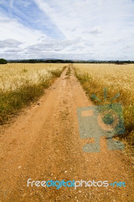 Dirt Road On Cereal Meadow Stock Photo
