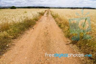 Dirt Road On Cereal Meadow Stock Photo