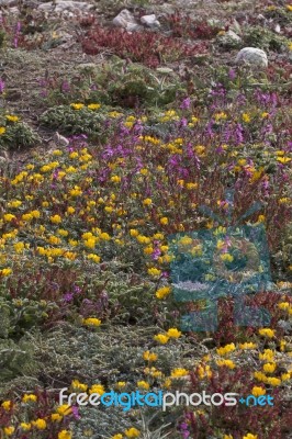 Diverse Spring Flora Of Sagres Stock Photo