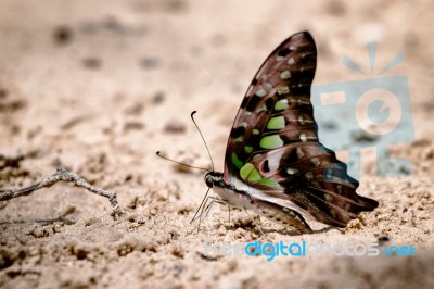 Diversity Of Butterfly Species,butterfly Eating Salt Licks On Ground Stock Photo