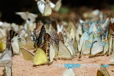 Diversity Of Butterfly Species,butterfly Eating Salt Licks On Ground Stock Photo