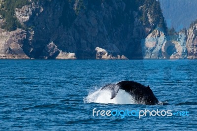 Diving Whale Tail Stock Photo
