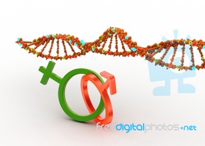 Dna Model And Male And Female Signs Stock Image