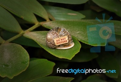 Do Not Disturb Snail Stock Photo