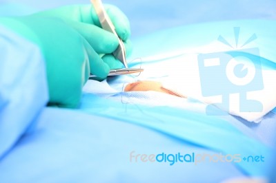 Doctor Suturing An Hernia.  Focus In The Tools Stock Photo