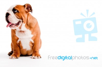 Dog Stock Photo