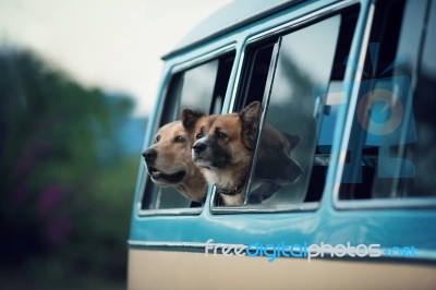 Dog Stock Photo