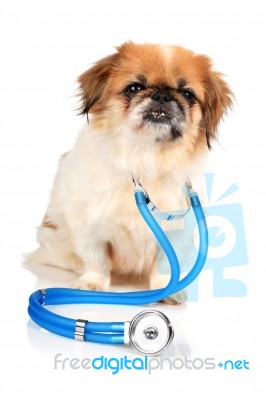 Dog And Stethoscope Stock Photo