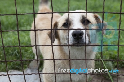 Dog Behind A Fence Stock Photo