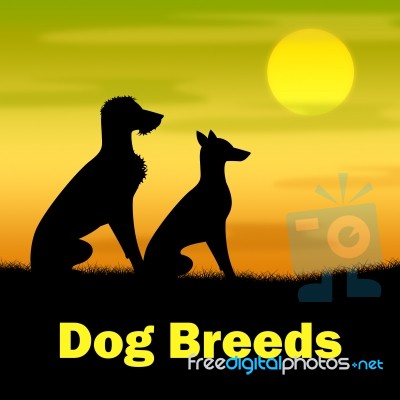 Dog Breeds Shows Pasture Puppy And Doggie Stock Image