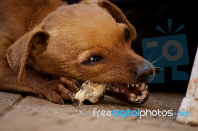 Dog Chewing A Bone Stock Photo