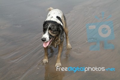 Dog Having A Mud Bath On The Beach Stock Photo