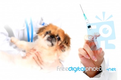 Dog Healthcare: Vaccination Stock Photo