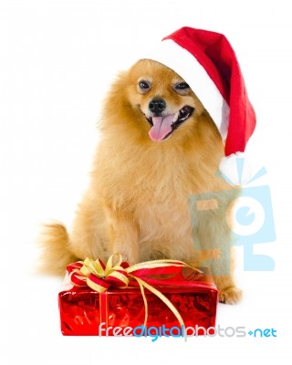 Dog In A Red Santa Claus Hat Stock Photo