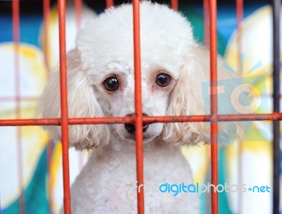 Dog In Cage Stock Photo