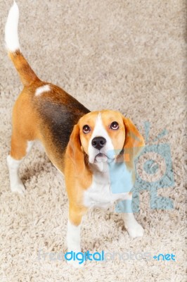 Dog Is Sitting On The Carpet Stock Photo