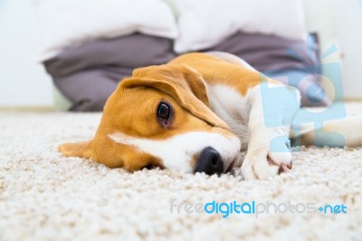 Dog Relaxing On The Carpet Stock Photo