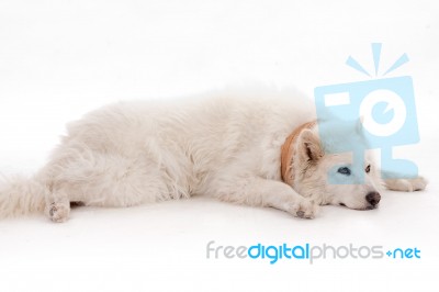 Dog Relaxing On The Floor Stock Photo