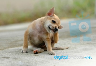 Dog Scratching Stock Photo