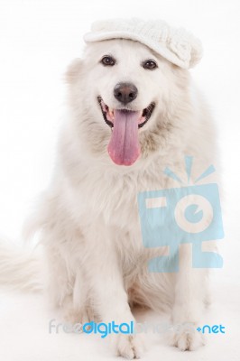 Dog Sitting On The Floor With Cap Stock Photo