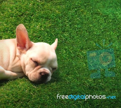 Dog Sleeping On Green Grass Stock Photo Dog Sleeping On Green Grass Stock Photo