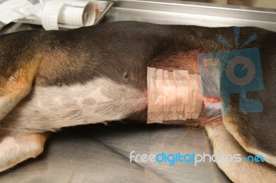Dog Surgery Wound Stock Photo