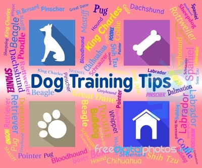 Dog Training Tips Means Coaching Instruction And Pets Stock Image