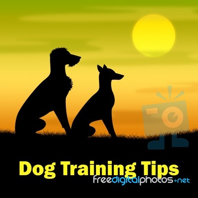 Dog Training Tips Means Puppy Doggy And Teaching Stock Image