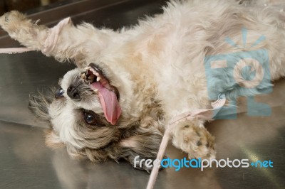 Dog Under Anesthetic Stock Photo