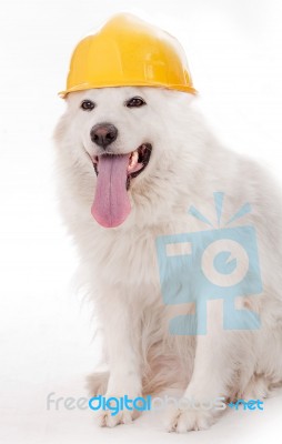 Dog Wearing Helmet Stock Photo