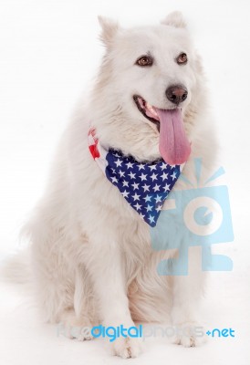 Dog Wearing USA Flag Scarf Stock Photo