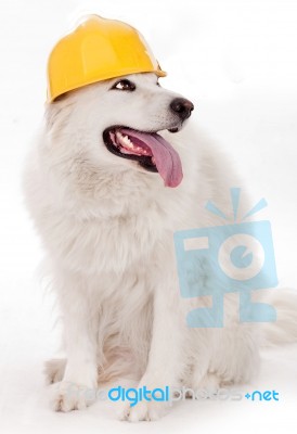 Dog Wearing Yellow Helmet Stock Photo