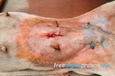 Dog Wound After Operation Stock Photo