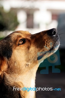 Dog's Head Stock Photo