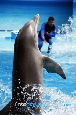 Dolphin Dance Stock Photo