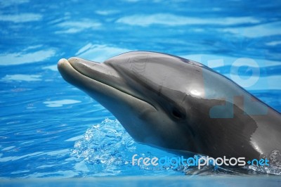 Dolphin Head Stock Photo