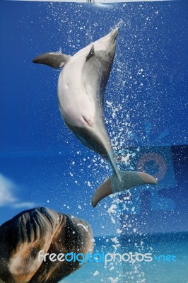 Dolphin Jump Stock Photo