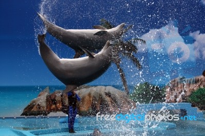 Dolphin Jump Stock Photo