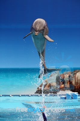 Dolphin Jumping Out Of The Water Stock Photo