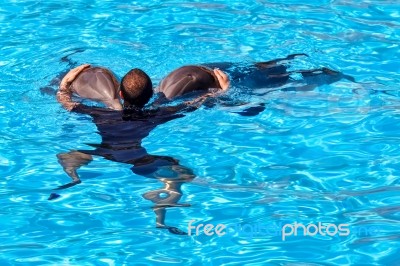 Dolphin Show At Loro Parque Stock Photo