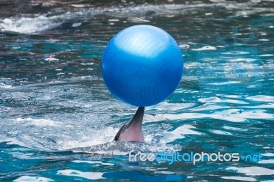 Dolphins Play Stock Photo