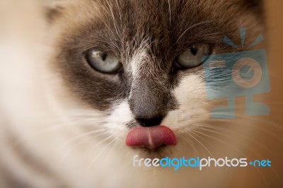 Domestic Cat Stock Photo