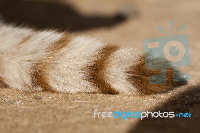 Domestic Cat Tail Stock Photo